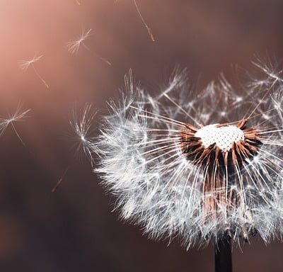 Blomst1 Blomst1